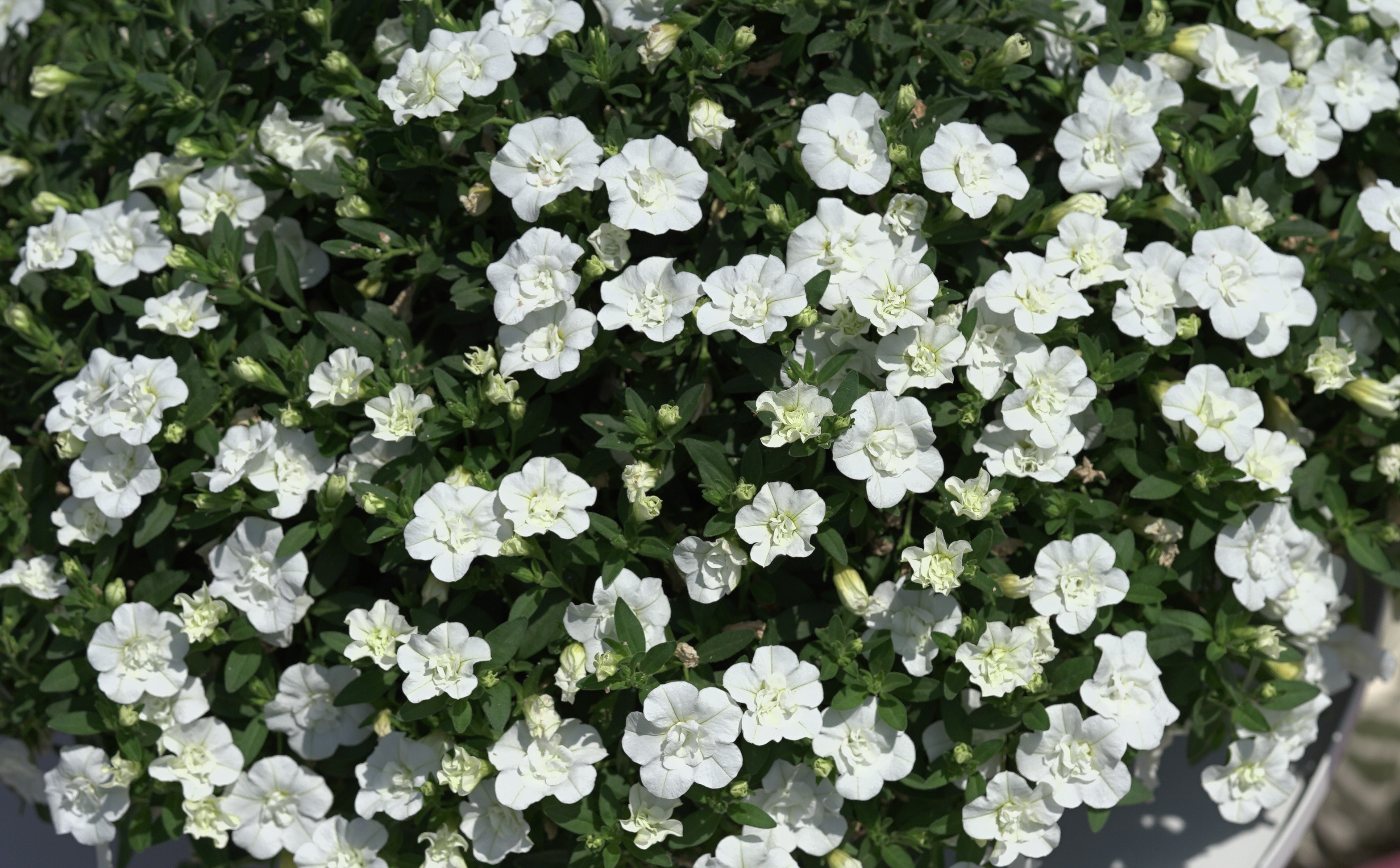 Calibrachoa Uno Double White `22